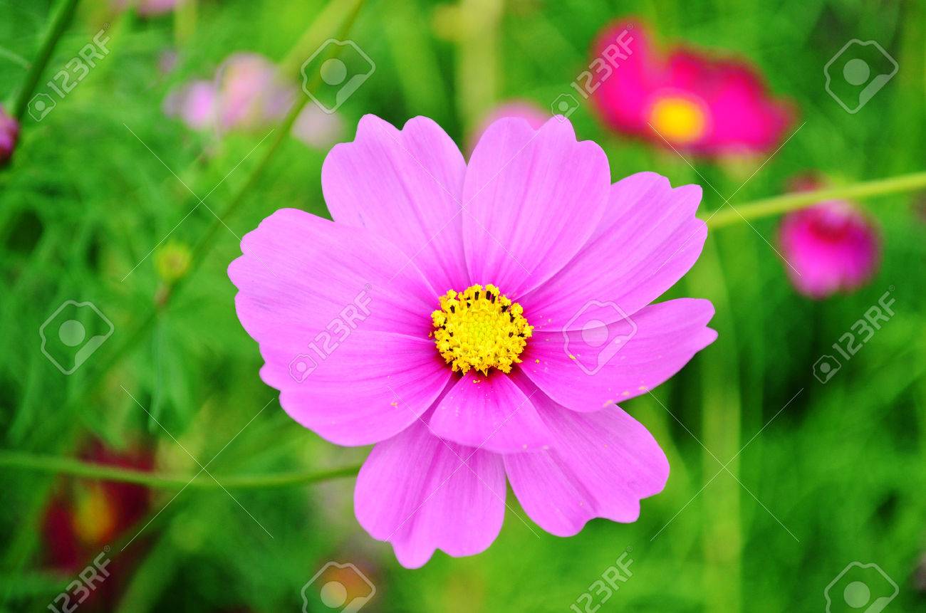 庭で明るい色鮮やかなピンクの花 の写真素材 画像素材 Image