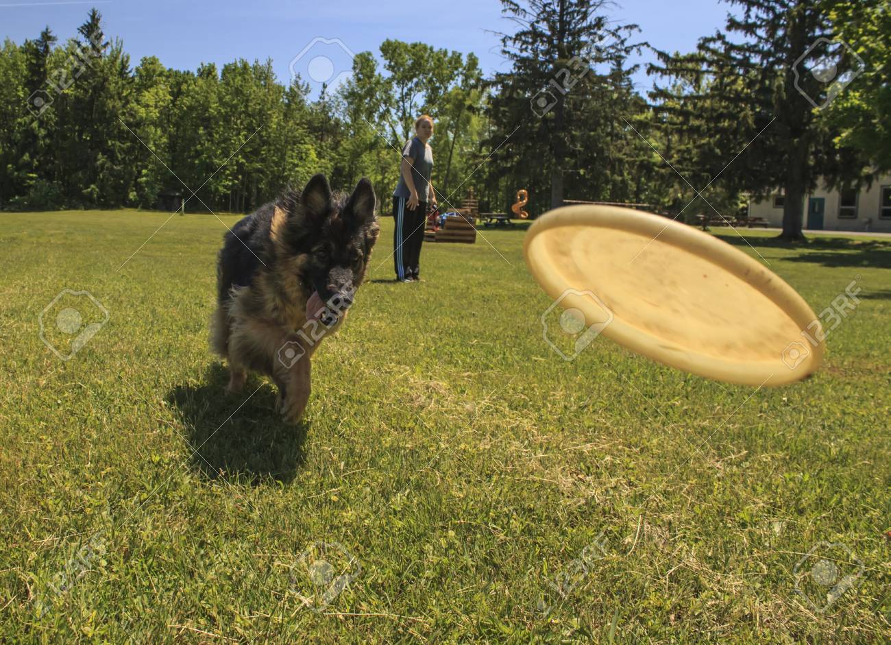 german shepherd frisbee