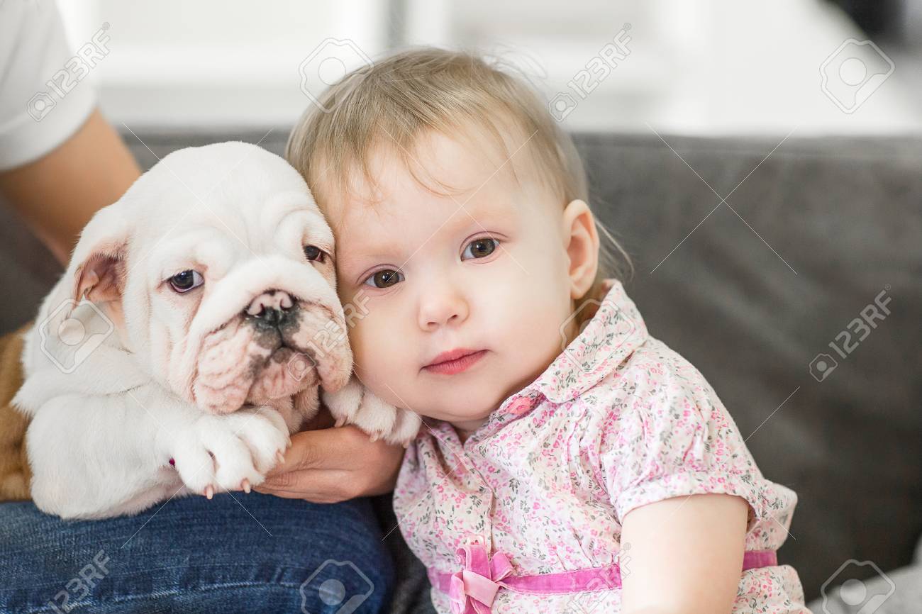 little bulldog puppies