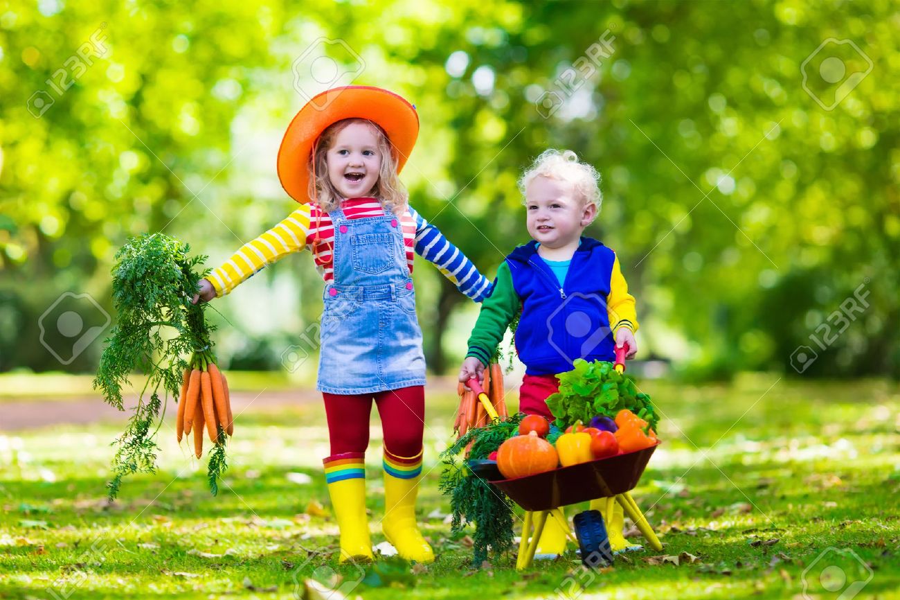 2 人の子供は 有機バイオ ファームの新鮮な野菜を選ぶします 子供の園芸と農業 家族のための秋の収穫の 楽しみ 幼児子供 未就学児戸外で遊ぶ 子供と赤ちゃんのための健康な栄養物 の写真素材 画像素材 Image