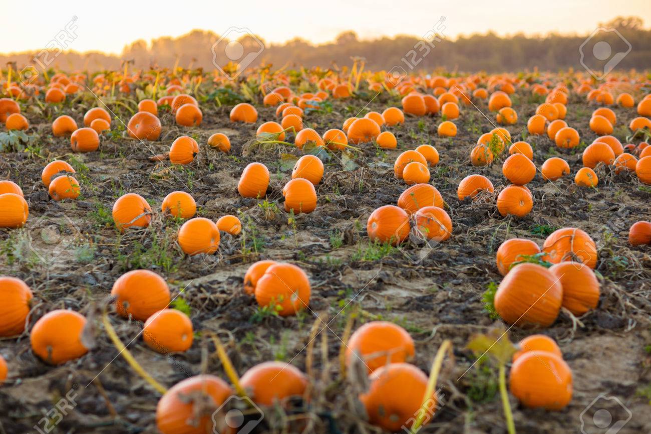 ドイツ ヨーロッパの美しいカボチャ フィールドです ファームでハロウィンのカボチャ 感謝祭期間中晴れた秋の朝にパンプキン パッチ 有機野菜の栽培 10 月の収穫の季節 の写真素材 画像素材 Image