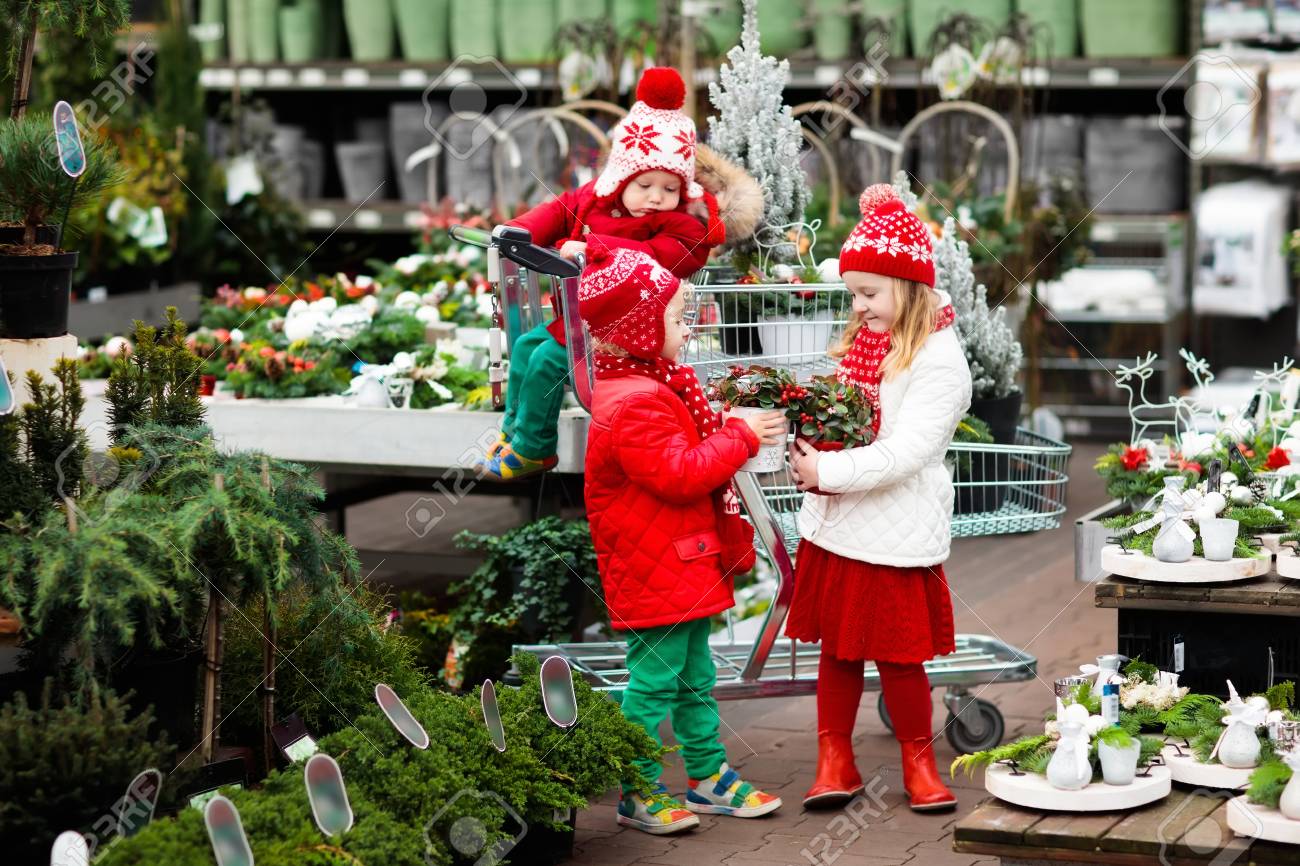 Famiglia Che Seleziona Albero Di Natale Bambini Che Scelgono Albero Di Natale Norvegia Appena Tagliato Allaperto Lotto Bambini Che Acquistano