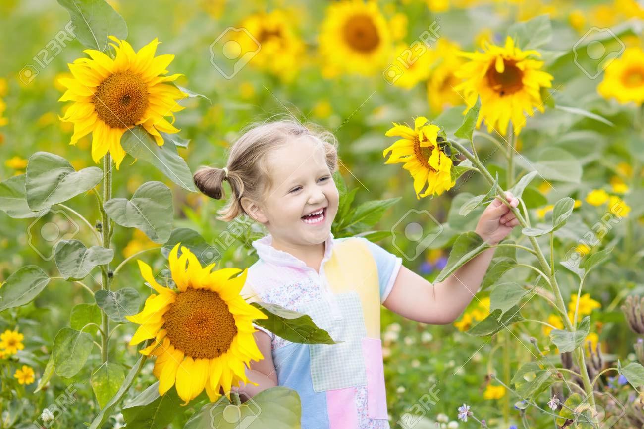 晴れた夏の日にヒマワリ畑で遊ぶ子供 子供たちはひまわりで遊ぶ 夏の庭で太陽の花を摘む小さな女の子 子供のガーデニング イタリア トスカーナ州の家族旅行 庭師の子供 の写真素材 画像素材 Image