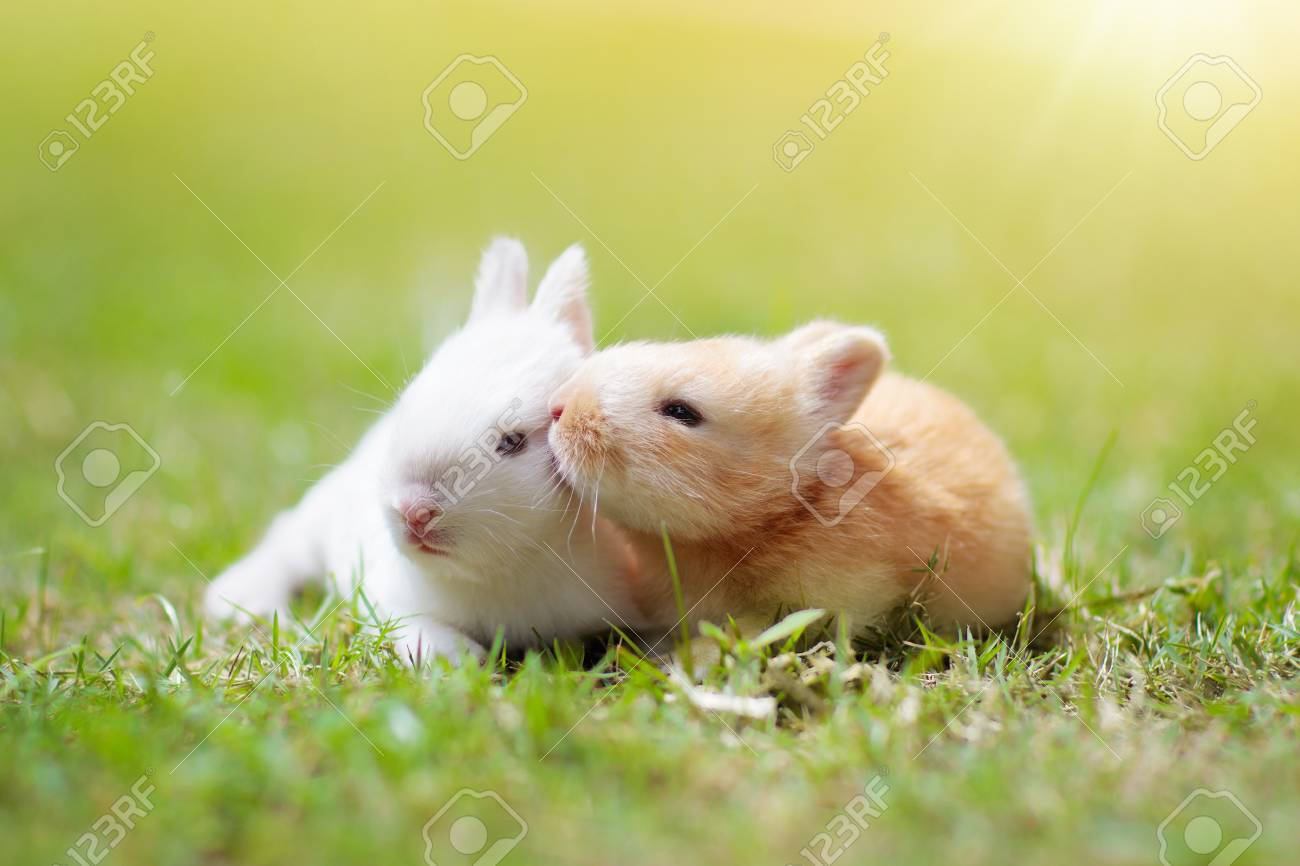 https://previews.123rf.com/images/famveldman/famveldman1902/famveldman190200005/116565936-baby-rabbit-eating-grass-outdoor-on-sunny-summer-day-easter-bunny-in-garden-home-pet-for-kid-cute-pe.jpg