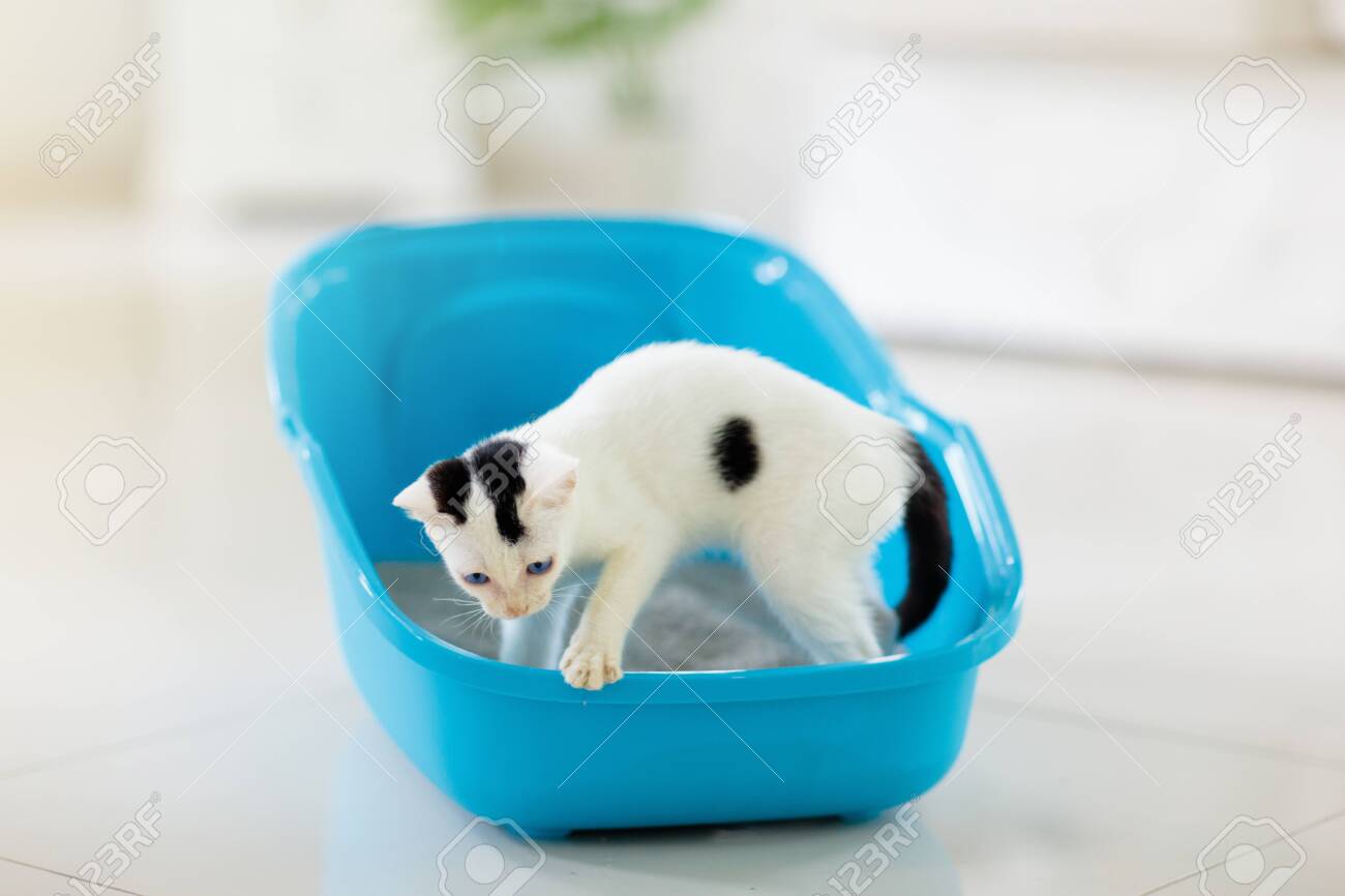 kitten potty training