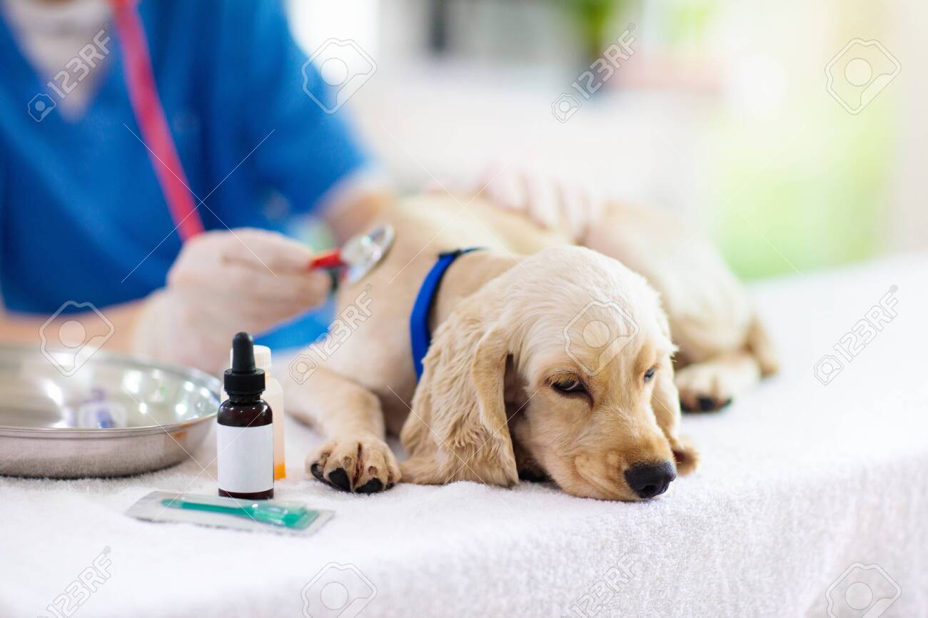 puppy vet check