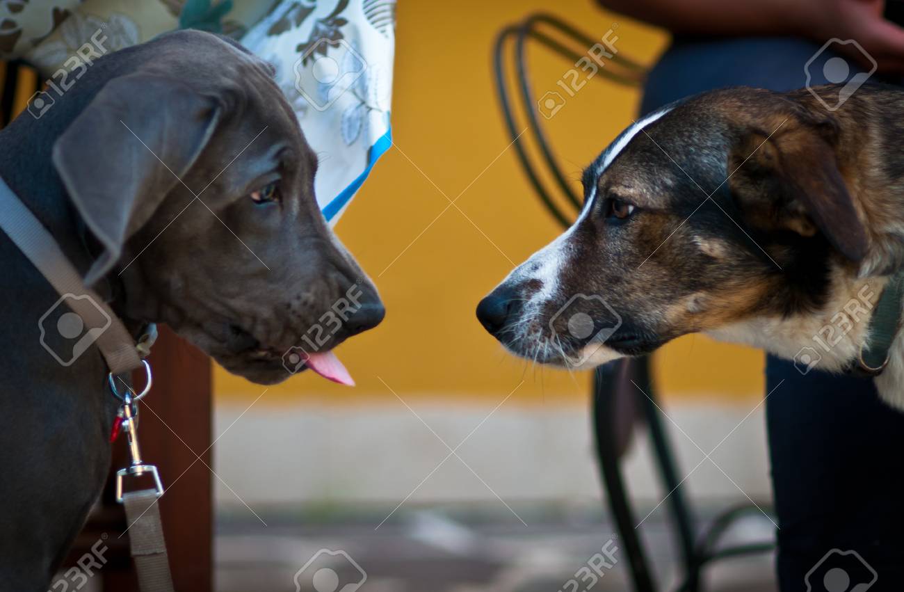 青いグレートデーンの子犬は 興奮に見える別の犬にその舌を行います の写真素材 画像素材 Image 6621