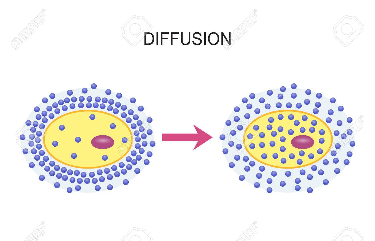 diffusion across cell membranes stock photo picture and royalty