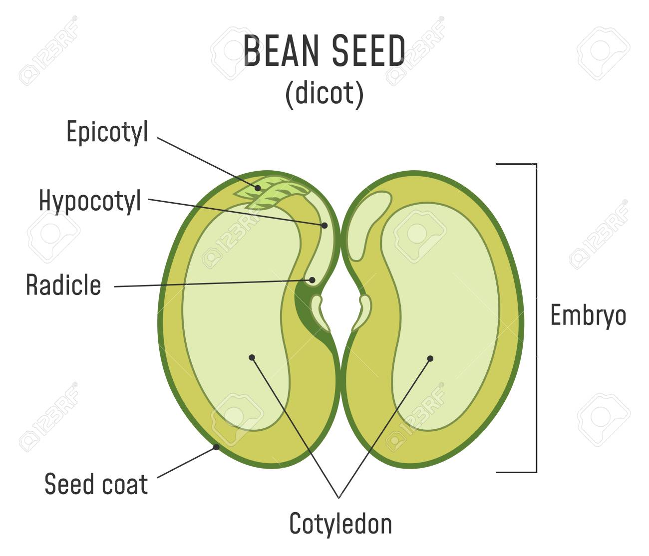 bean seed structure