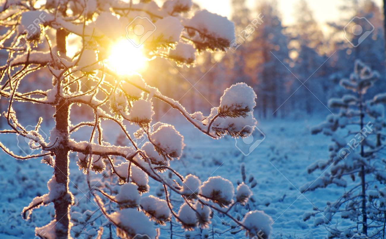 Foto Di Paesaggi Di Natale.Immagini Stock Inverno Foresta Nevoso Al Tramonto Bellissimo Paesaggio Di Natale Profondita Di Campo Image 66971453