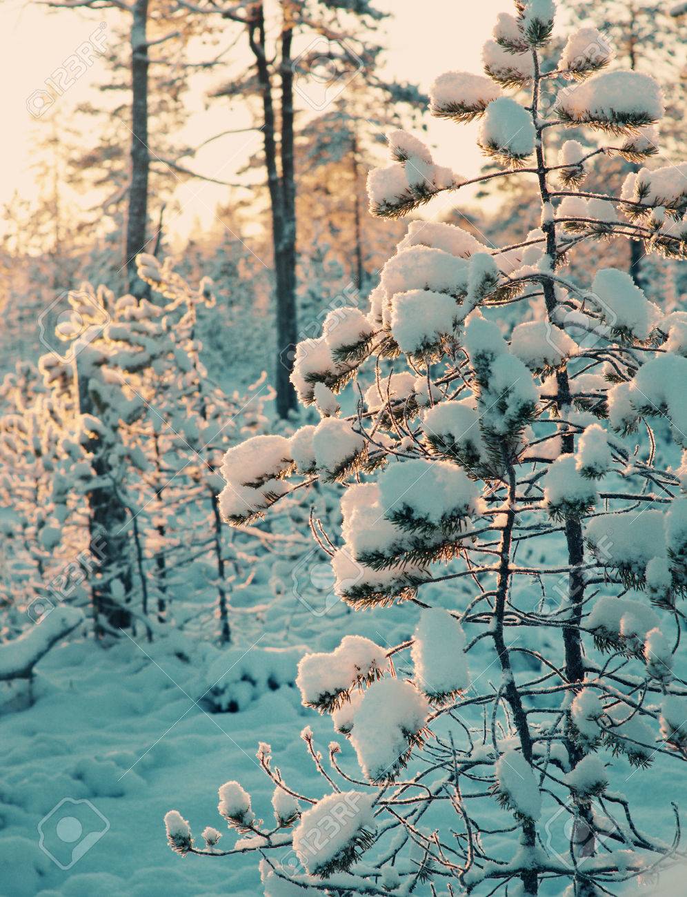 Immagini Di Paesaggi Di Natale.Immagini Stock Foresta Nevosa Invernale Al Tramonto Bello Paesaggio Di Natale Profondita Di Campo Bassa Image 82524638