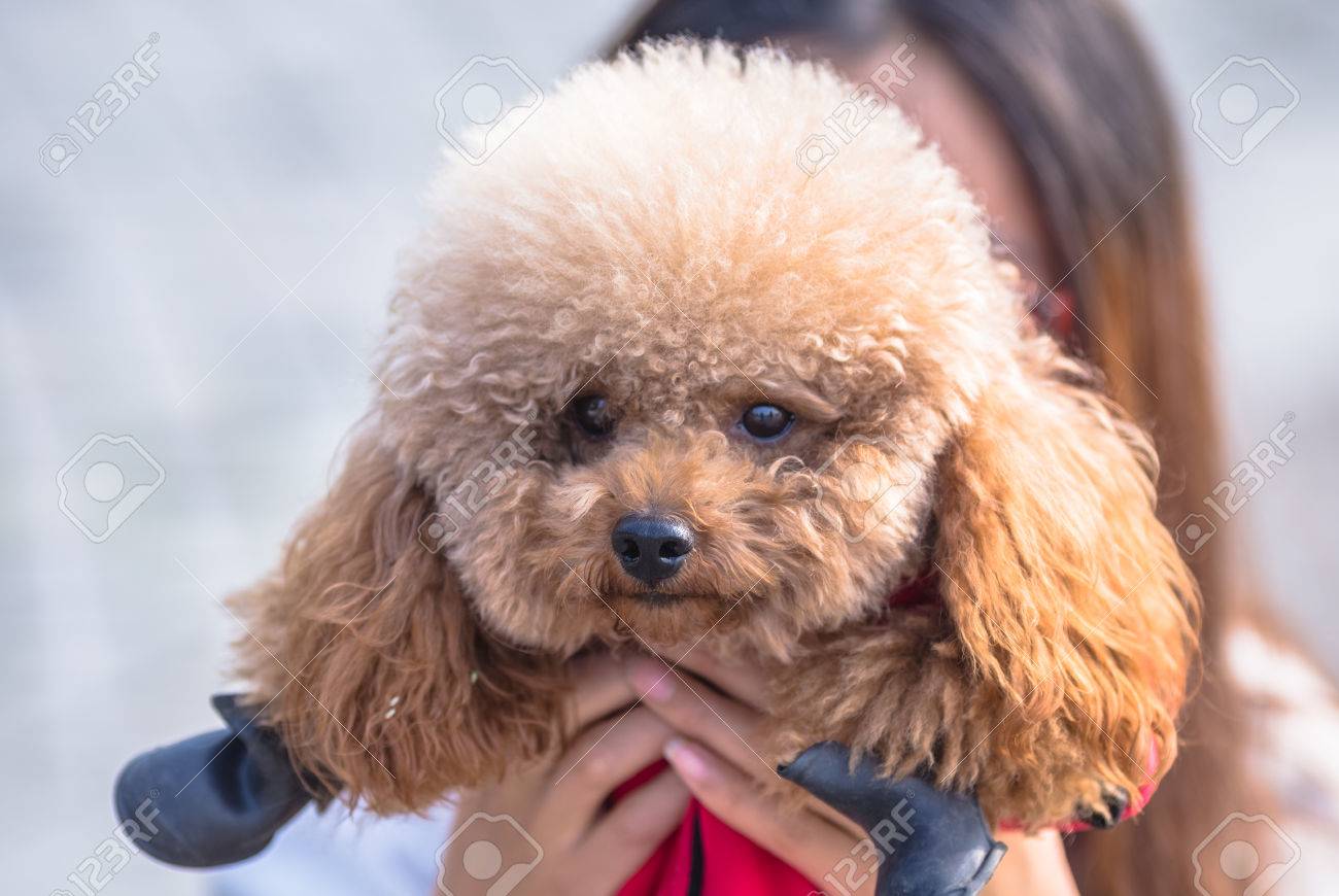 female toy poodle