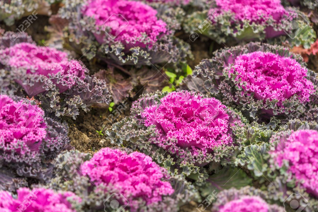 Immagini Stock Cavolo Ornamentale Viola Sulla Strada In Citta Della Cina Image 71458056