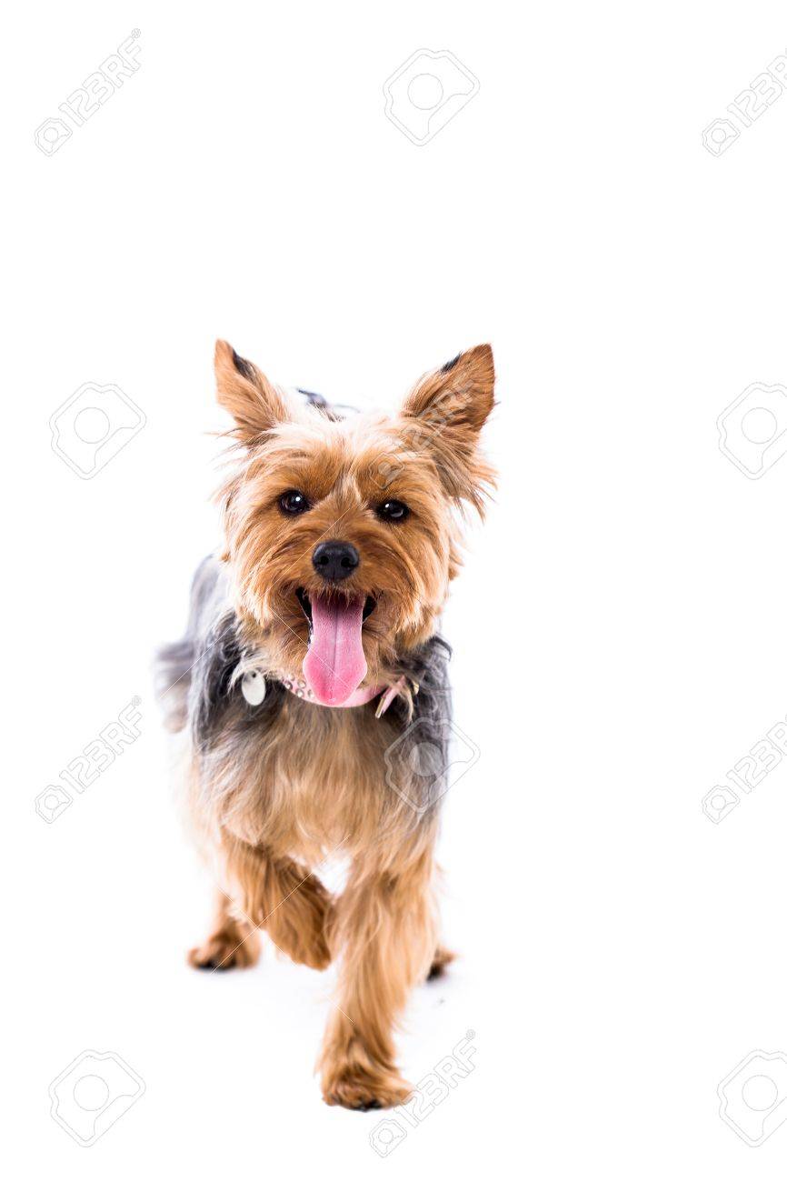 Yorkie panting Clearance