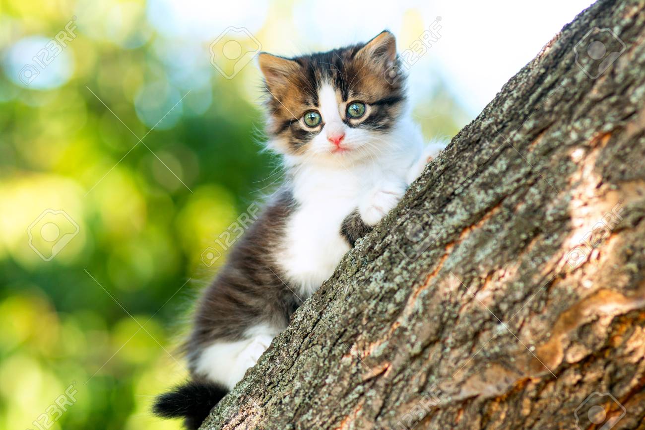 kitten climbing tree