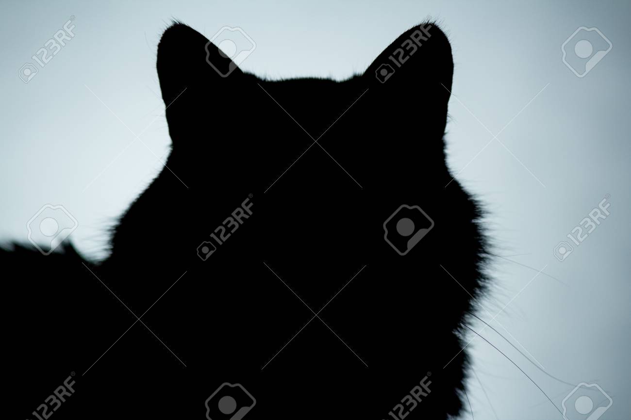 美しいウィスカー ダークブルーの背景 アイコンを持つふわふわ猫の頭の水平顔のシルエット の写真素材 画像素材 Image