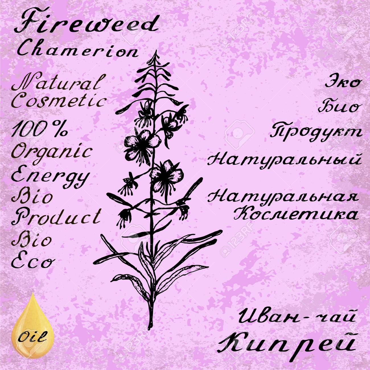 ウィロー ハーブ Chamerion Fireweed Rosebay スケッチ ボタニカル イラスト 描画 英語とロシア語でレタリング グランジ背景 オイル ドロップのイラスト素材 ベクタ Image ウィロー ハーブ Chamerion Fireweed Rosebay スケッチ ボタニカル イラスト 描画 英語とロシア語でレタリング グランジ背景 オイル ドロップのイラスト素材 ベクタ Image