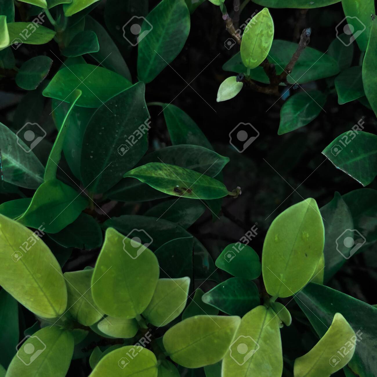 etiam-dictum-ipsum-a-felis