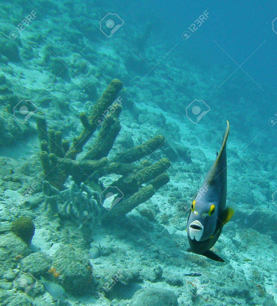 珍【現物】ツノマタカイメンSP オレンジ系 近海魚 海水魚 生体 サンゴ