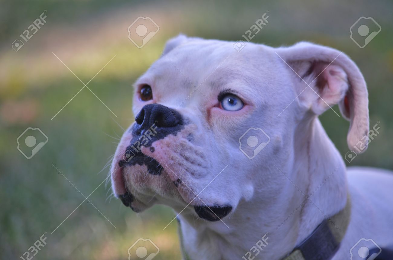 Eine Nahaufnahme Von Der Spitze Eines Weissen Boxerhund Mit Einem Blauen Auge Und Ein Braunes Auge Lizenzfreie Fotos Bilder Und Stock Fotografie Image 31445272
