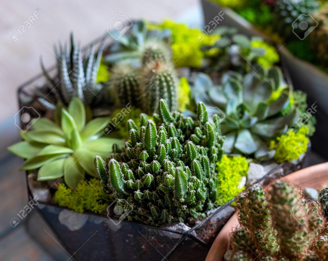 etiam-dictum-ipsum-a-felis