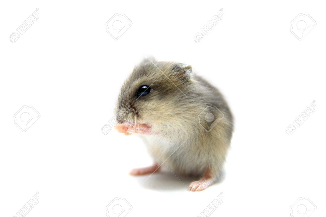 ジャンガリアンハム スター 年 赤ちゃん の写真素材 画像素材 Image