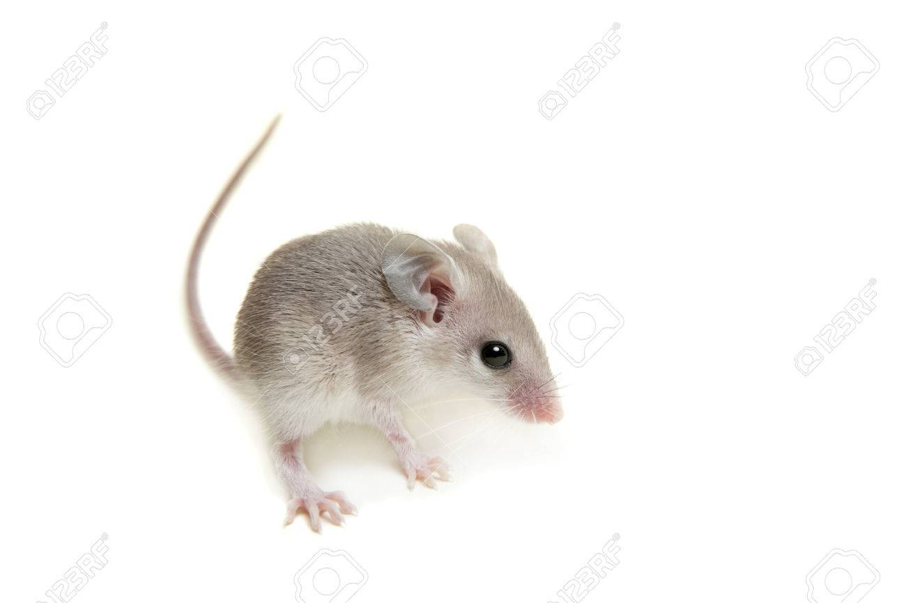 Bebe Souris Epineuse De L Est Ou Arabe Sur Blanc Banque D Images Et Photos Libres De Droits Image Bebe Souris Epineuse De L Est Ou Arabe Sur Blanc Banque D Images Et Photos Libres De Droits Image