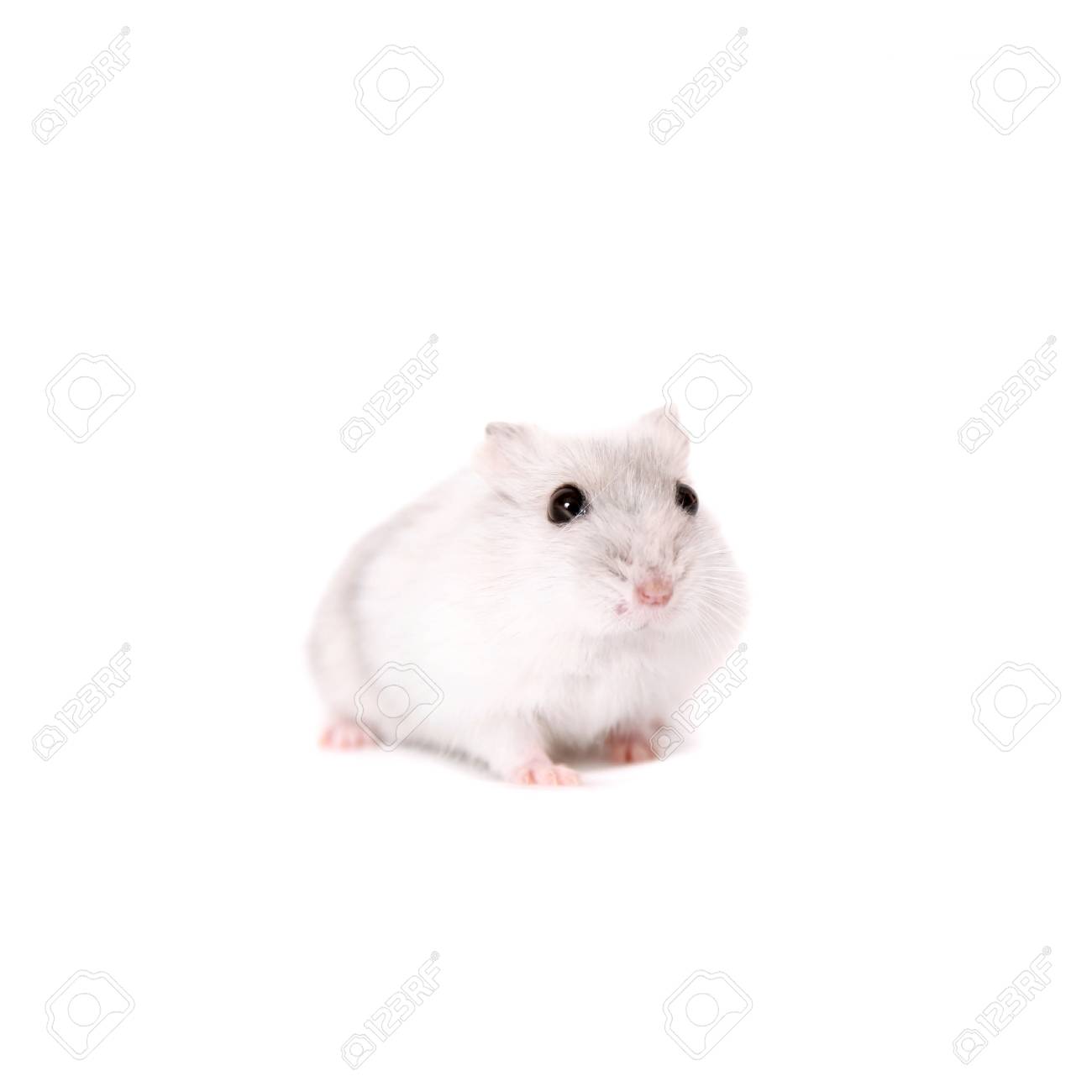 ジャンガリアンハム スター 年 赤ちゃん の写真素材 画像素材 Image