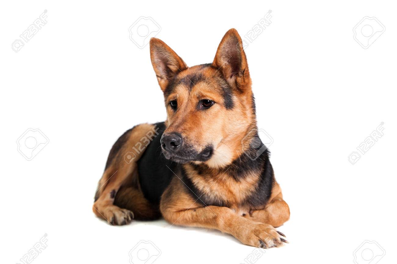 白い背景に分離された東ヨーロッパ犬 の写真素材 画像素材 Image