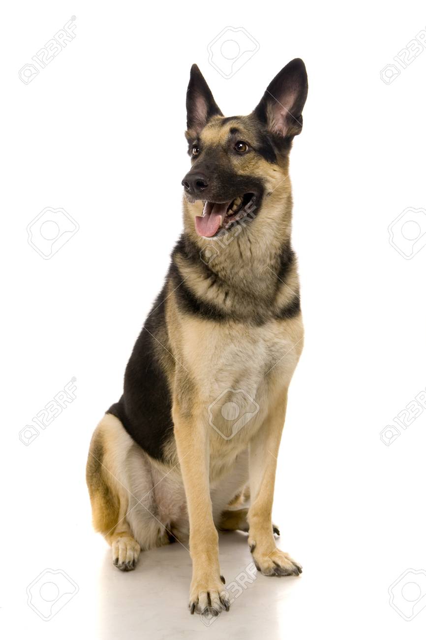 白い背景に分離された東ヨーロッパ犬 の写真素材 画像素材 Image