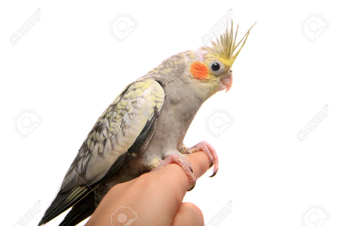 Une Calopsitte Perruche Bebe Banque D Images Et Photos Libres De Droits Image