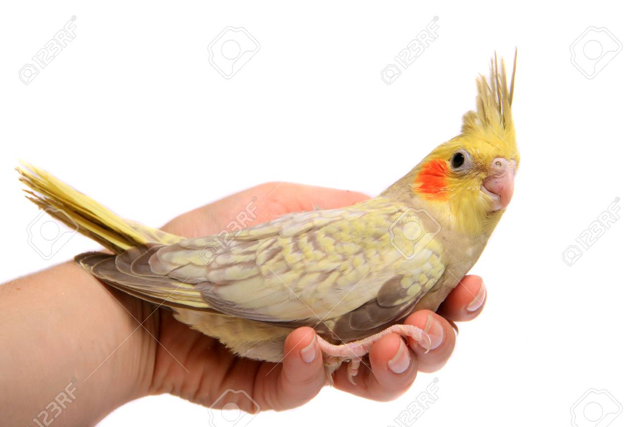 One Cockatiel Parakeet Baby Stock Photo Picture And Royalty Free Image Image