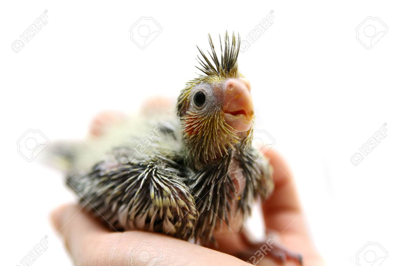 One Cockatiel Parakeet Baby Stock Photo Picture And Royalty Free Image Image