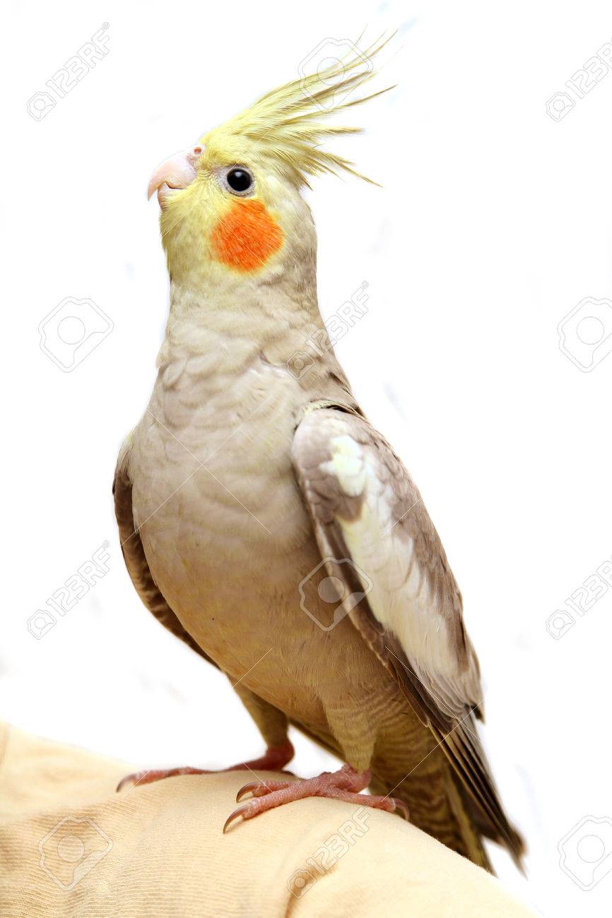 1 つのオカメインコ インコの赤ちゃん の写真素材 画像素材 Image