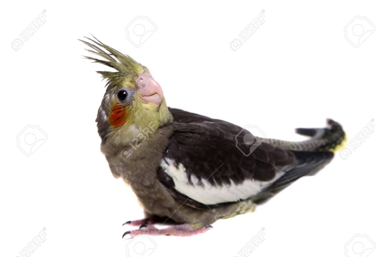 Une Calopsitte Perruche Bebe Banque D Images Et Photos Libres De Droits Image