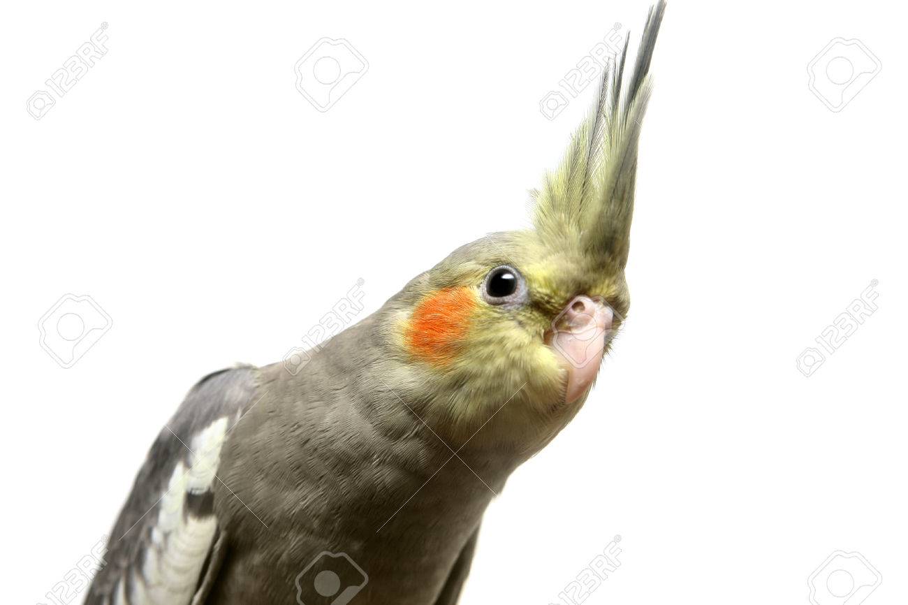 Un Bebe Calopsitte Perruche Banque D Images Et Photos Libres De Droits Image