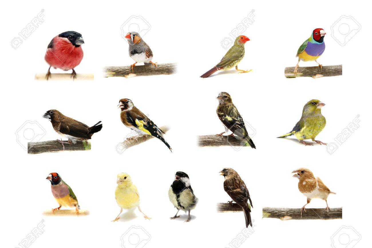Group Of Small Birds On White Stock Photo Picture And Royalty