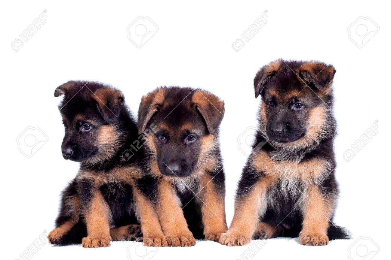 Three German Shepherd Puppies Isolated On White Background Stock Photo Picture And Royalty Free Image Image 29858101