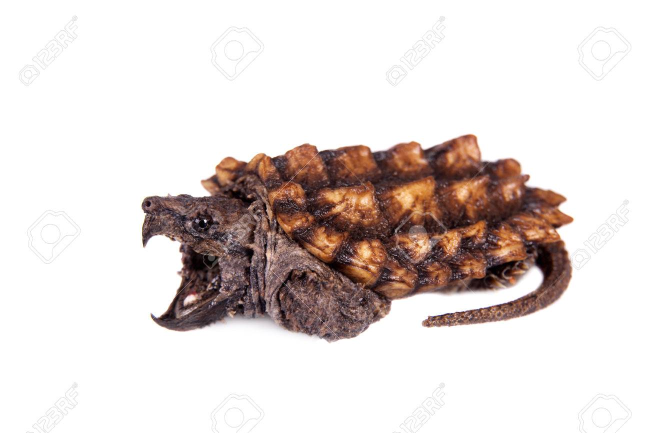 The Alligator Snapping Turtle ワニガメの研究書