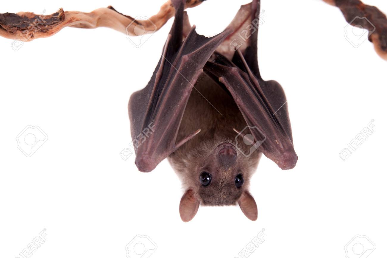 Egyptian Fruit Bat Or Rousette Rousettus Aegyptiacus On White Background Stock Photo Picture And Royalty Free Image Image