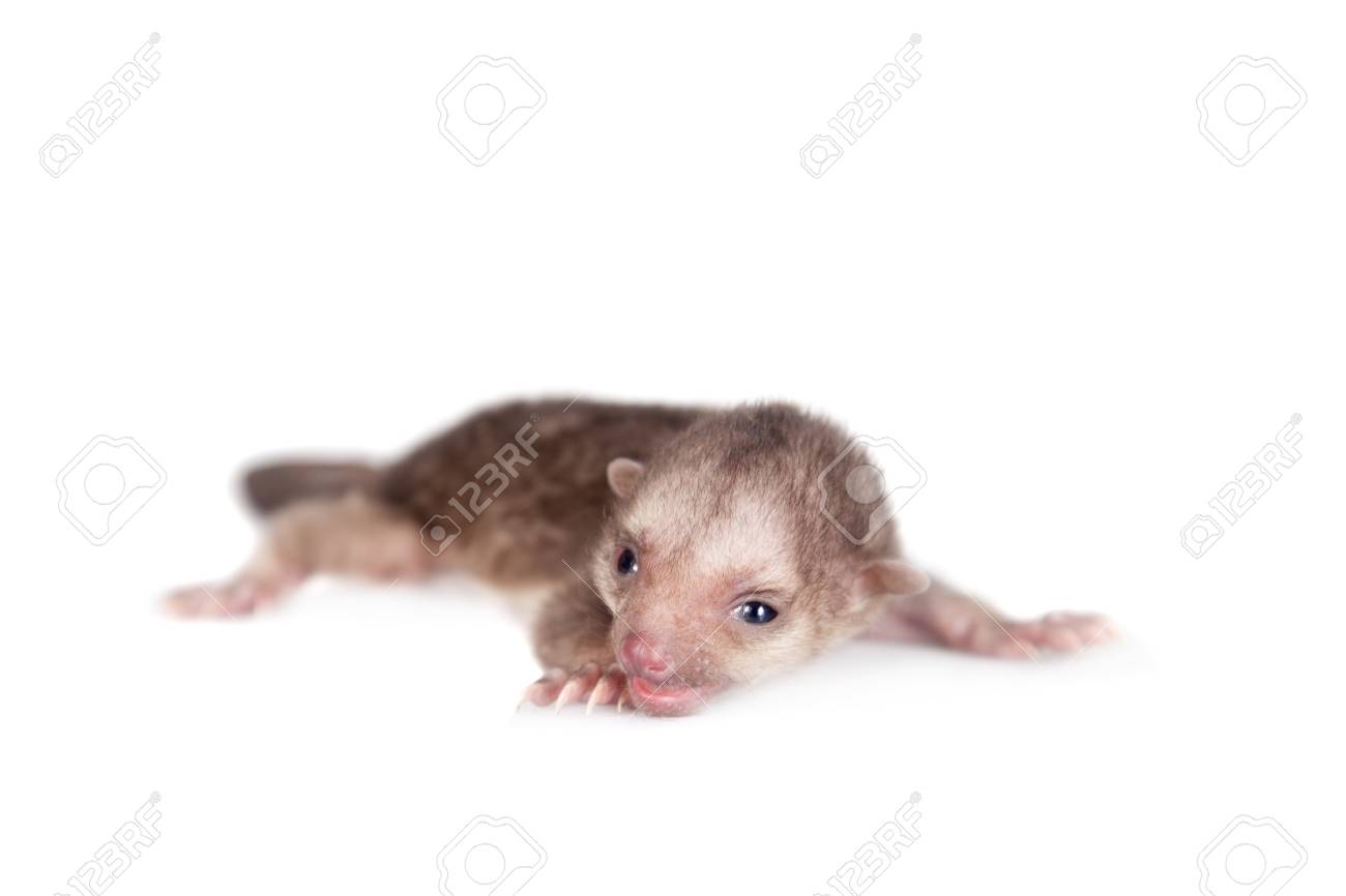 キンカジュー キンカジュー 白い背景があるに分離された赤ちゃん の写真素材 画像素材 Image キンカジュー キンカジュー 白い背景があるに分離された赤ちゃん の写真素材 画像素材 Image