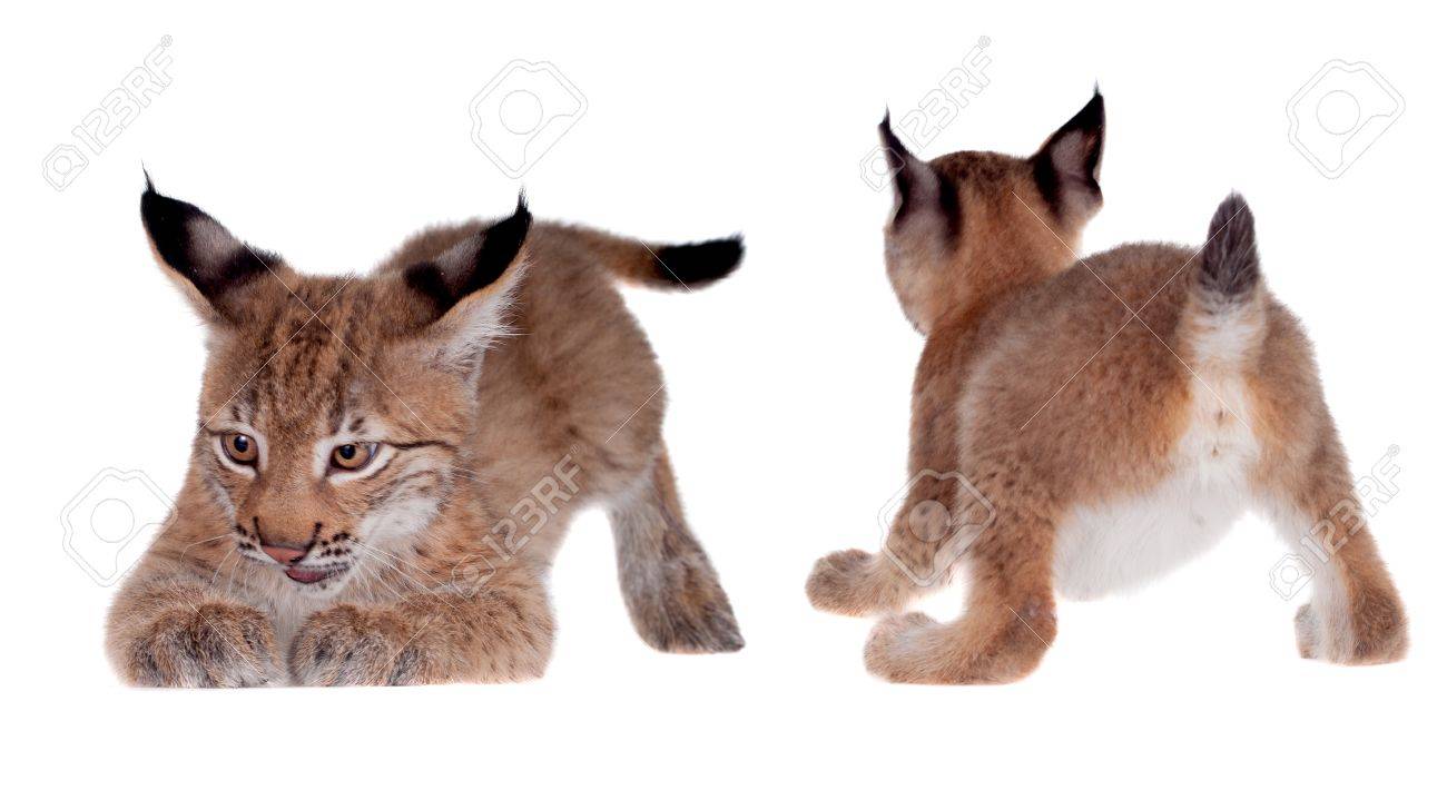 Eurasian Bobcat Cub, Lynx Lynx, Isolated On White Background Stock ... for Lynx Vs Bobcat
289ifm Eurasian Bobcat Cub, Lynx Lynx, Isolated On White Background Stock ... for Lynx Vs Bobcat
289ifm