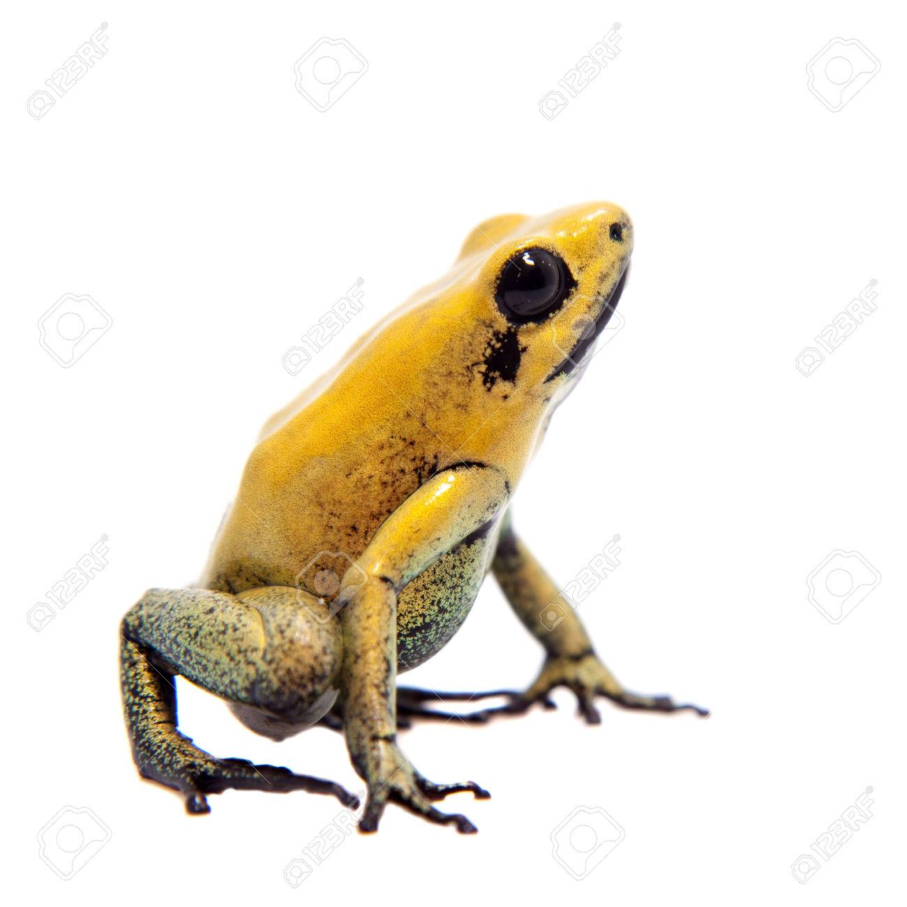 Black-legged poison frog on white - 73641522 Black-legged poison frog on white - 73641522