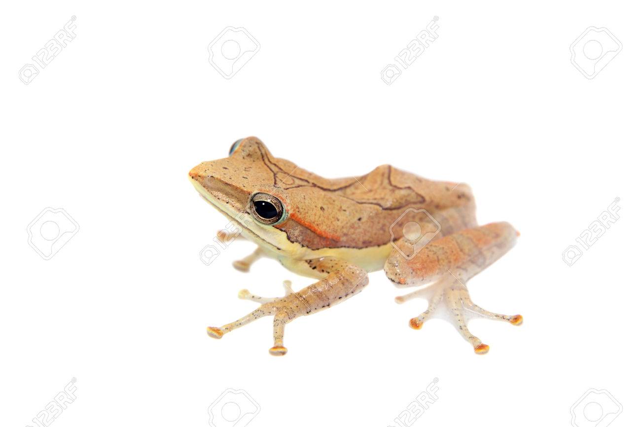 Gunthers 白 Taruga 大らか 山地時間ガラス アマガエル カエルを打つ の写真素材 画像素材 Image Gunthers 白 Taruga 大らか 山地時間ガラス アマガエル カエルを打つ の写真素材 画像素材 Image