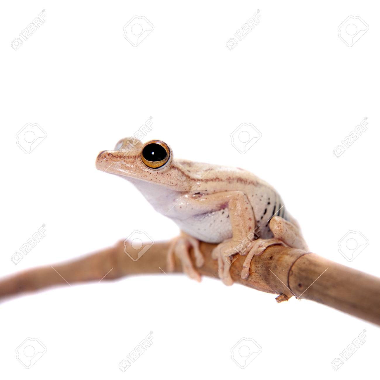 発生のアマガエルや囚人ツリー カエル Hypsiboas 国 白い背景で隔離 の写真素材 画像素材 Image 発生のアマガエルや囚人ツリー カエル Hypsiboas 国 白い背景で隔離 の写真素材 画像素材 Image