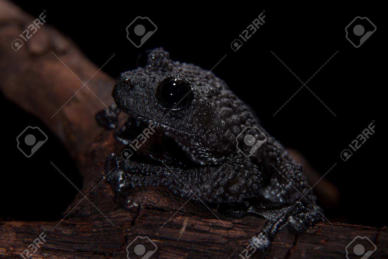 Theloderma Ryabovi カエルと黒の珍しい生き物 の写真素材 画像素材 Image Theloderma Ryabovi カエルと黒の珍しい生き物 の写真素材 画像素材 Image