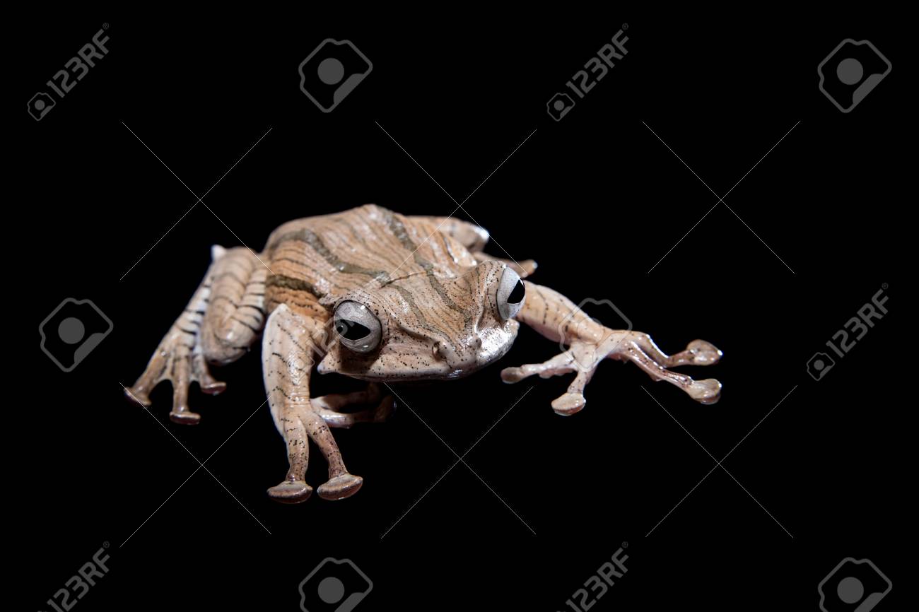 ボルネオ耳が黒い背景にカエル の写真素材 画像素材 Image