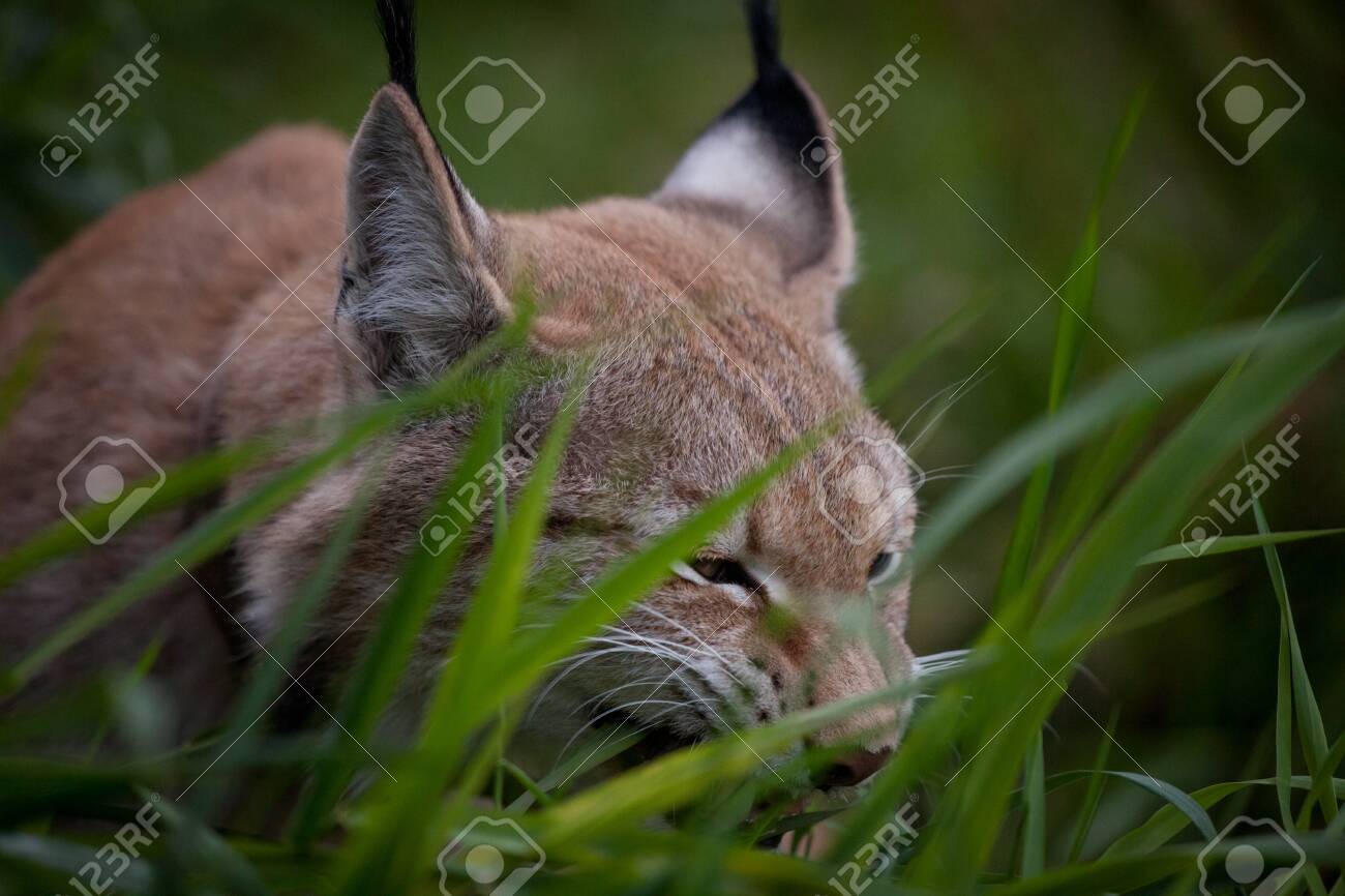 etiam-dictum-ipsum-a-felis