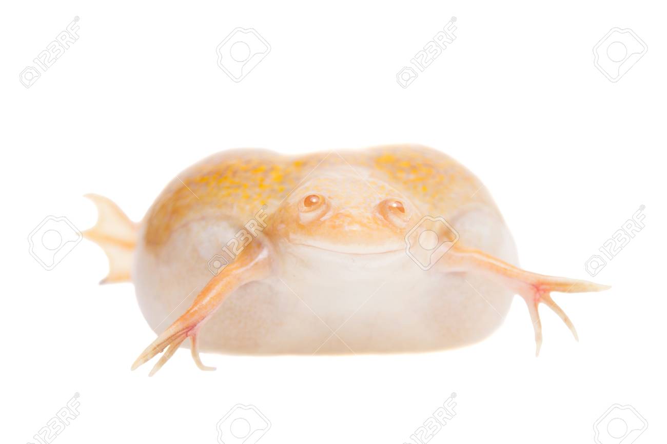 albino underwater frog