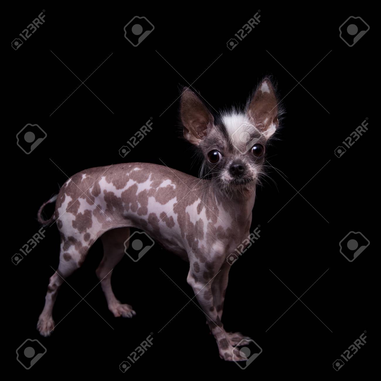 Peruvian Hairless And Chihuahua Mix Dog On Black Stock Photo Picture And Royalty Free Image Image Peruvian Hairless And Chihuahua Mix Dog On Black Stock Photo Picture And Royalty Free Image Image